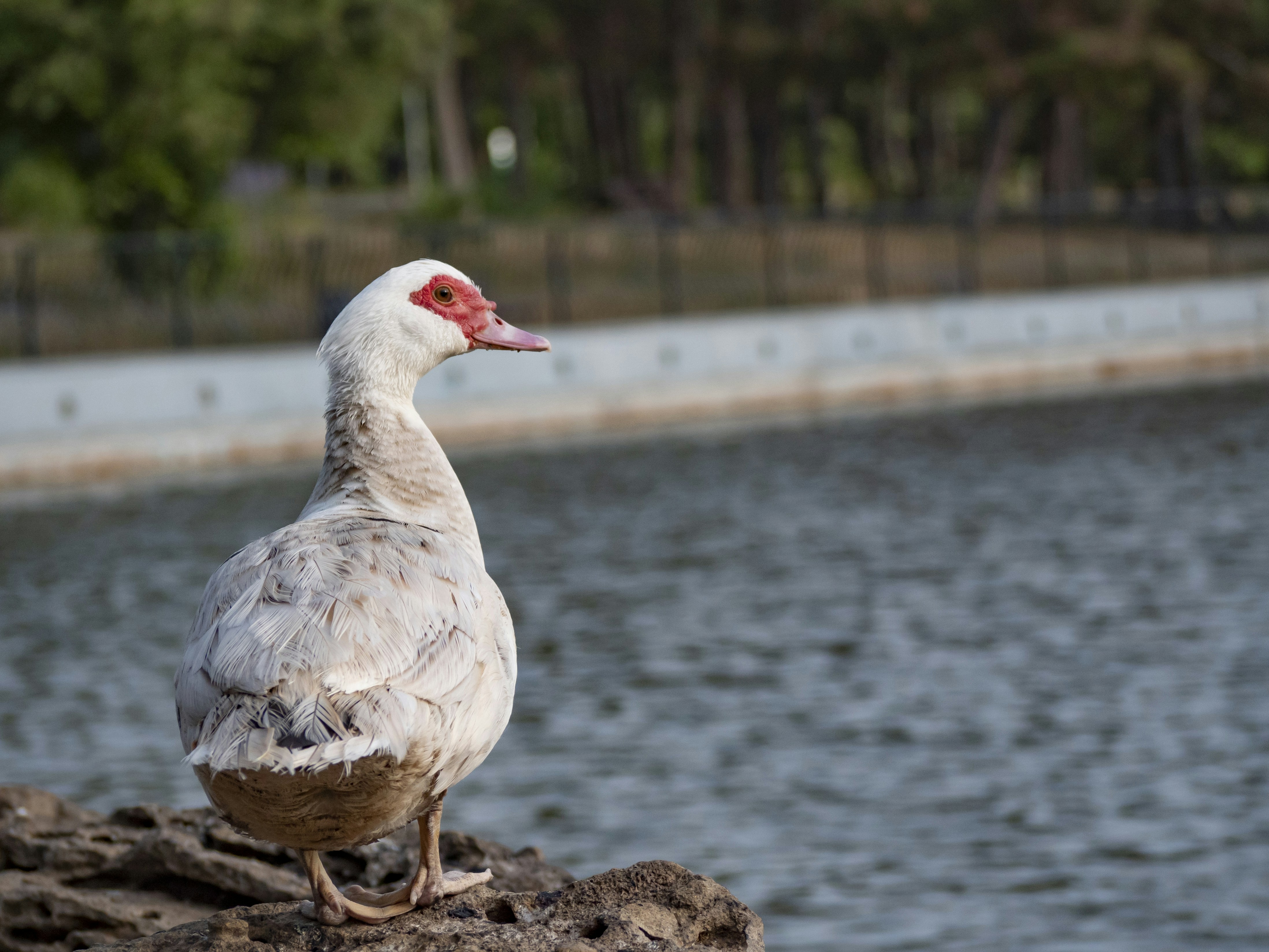 a bird standing on a rock