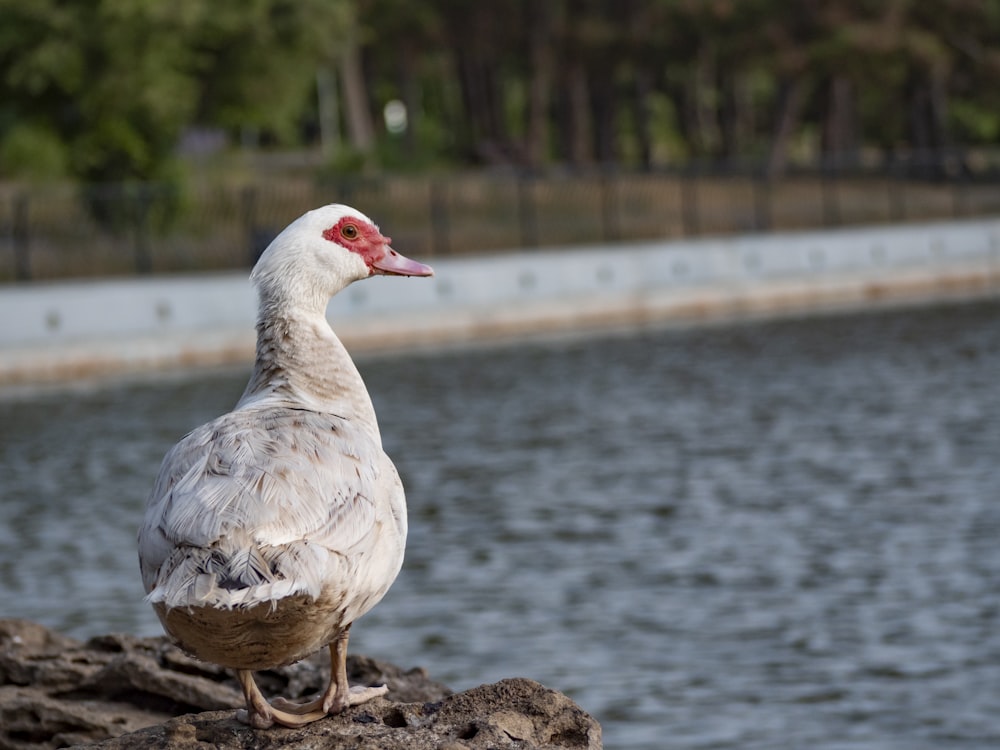 un uccello in piedi su una roccia