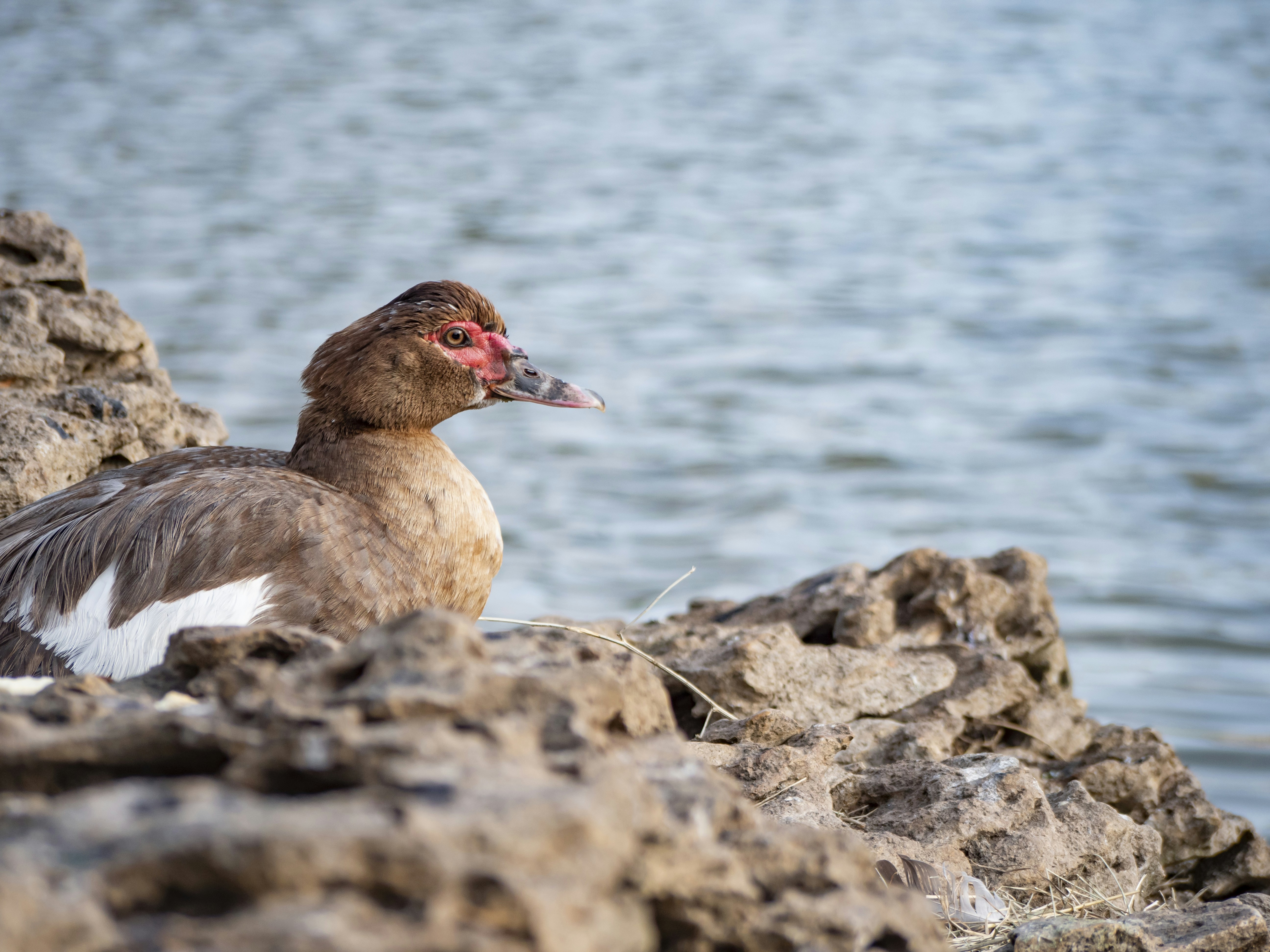 a bird sitting on a rock