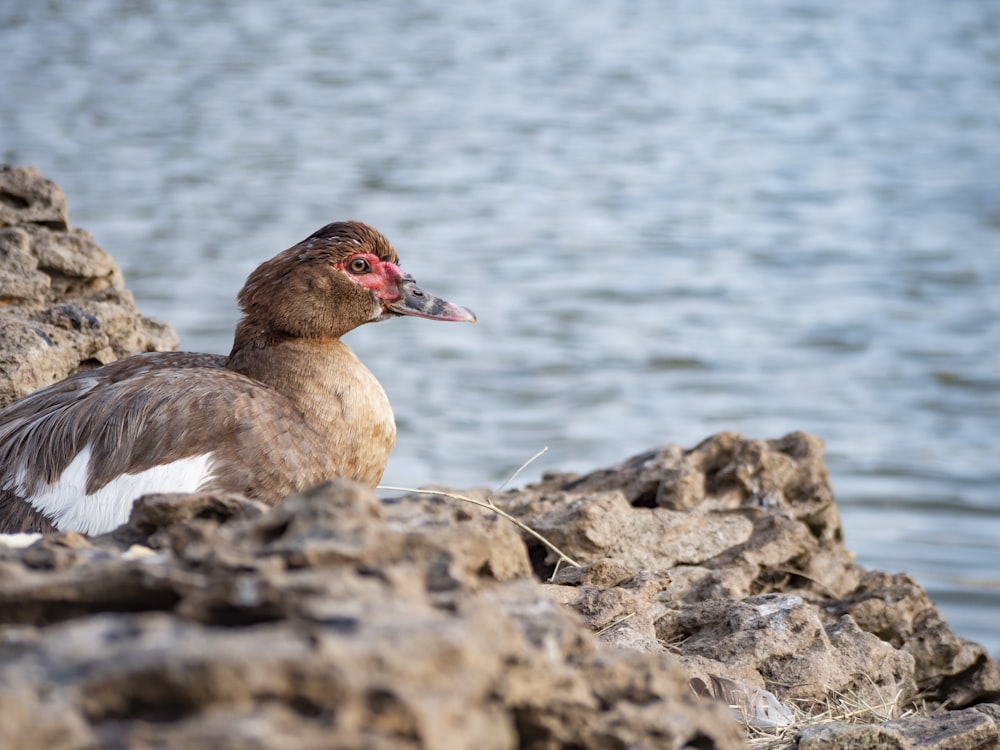 a bird sitting on a rock