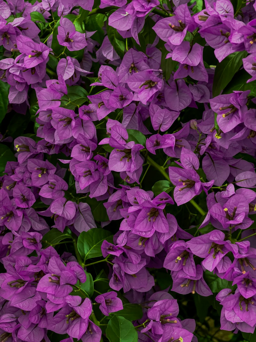 a group of purple flowers