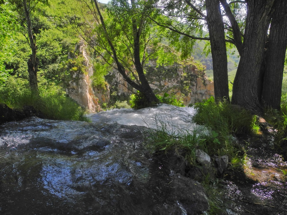 Une rivière dans une forêt