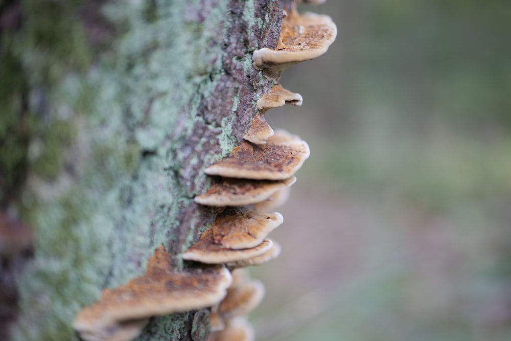 Un gruppo di funghi che crescono su un albero