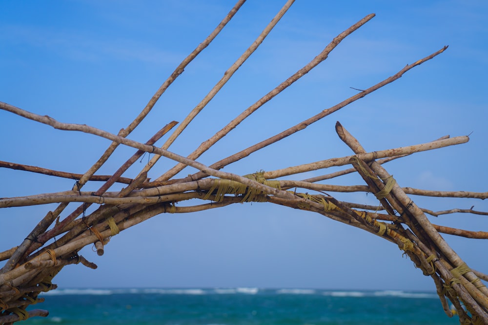 a tree branch with no leaves