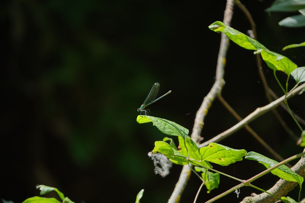 a bug on a branch