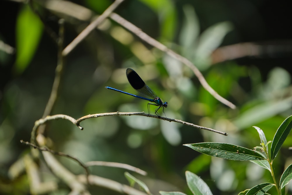 a blue and black butterfly on a branch