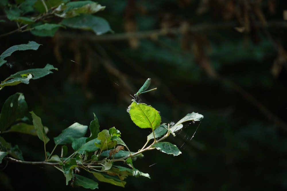 a dragonfly on a branch