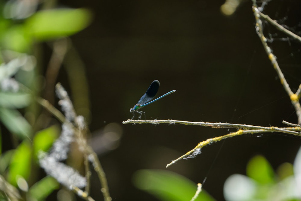 a blue bug on a branch