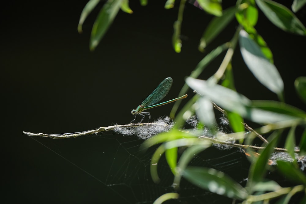 a bug on a branch