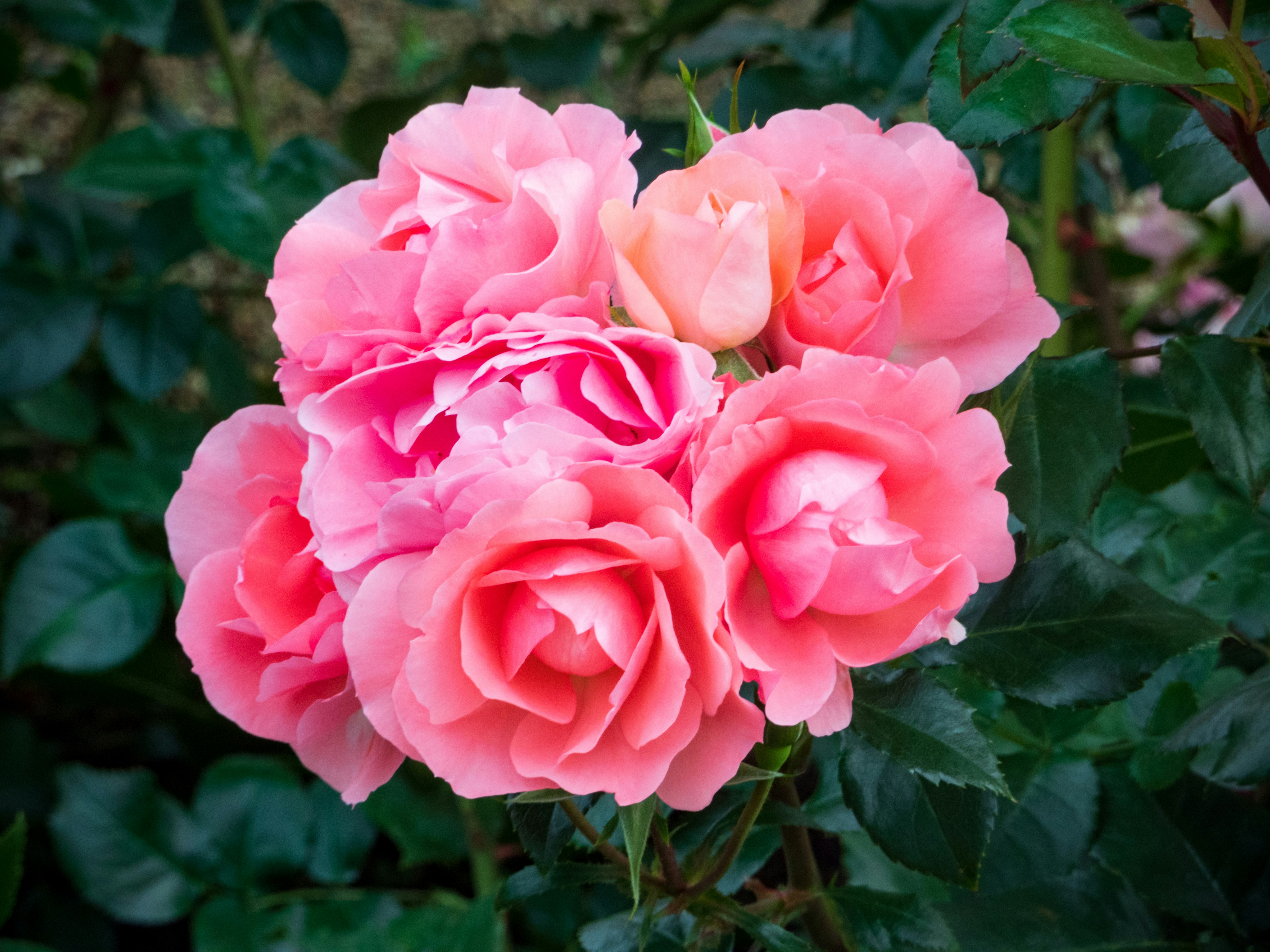 Photo by heppoko_yama