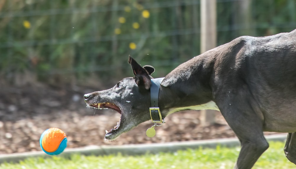 Un chien courant vers un ballon