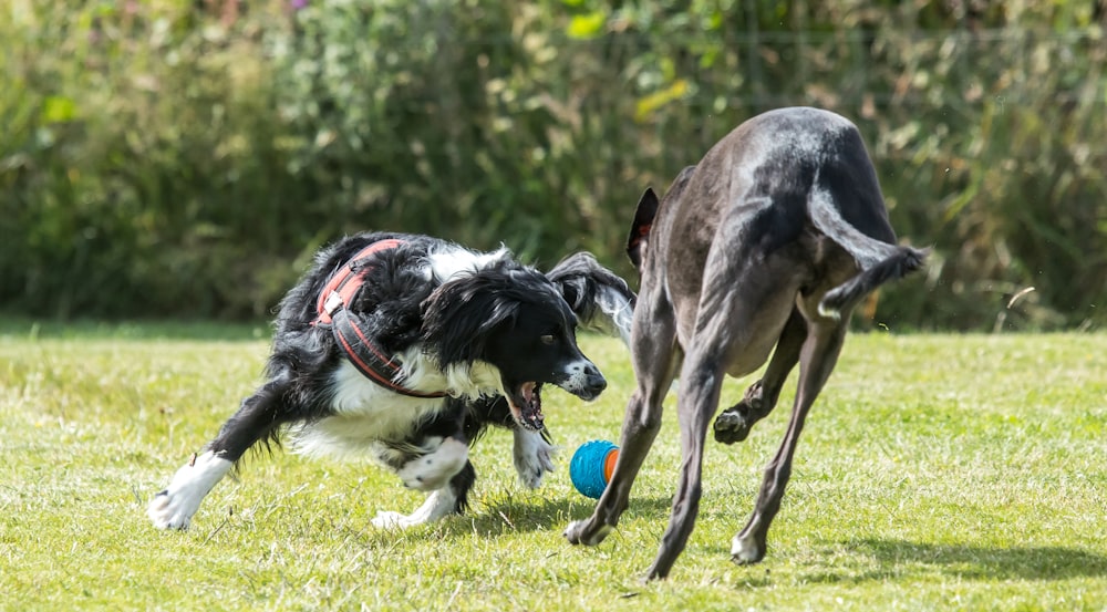 un groupe de chiens jouant avec une balle dans une zone herbeuse