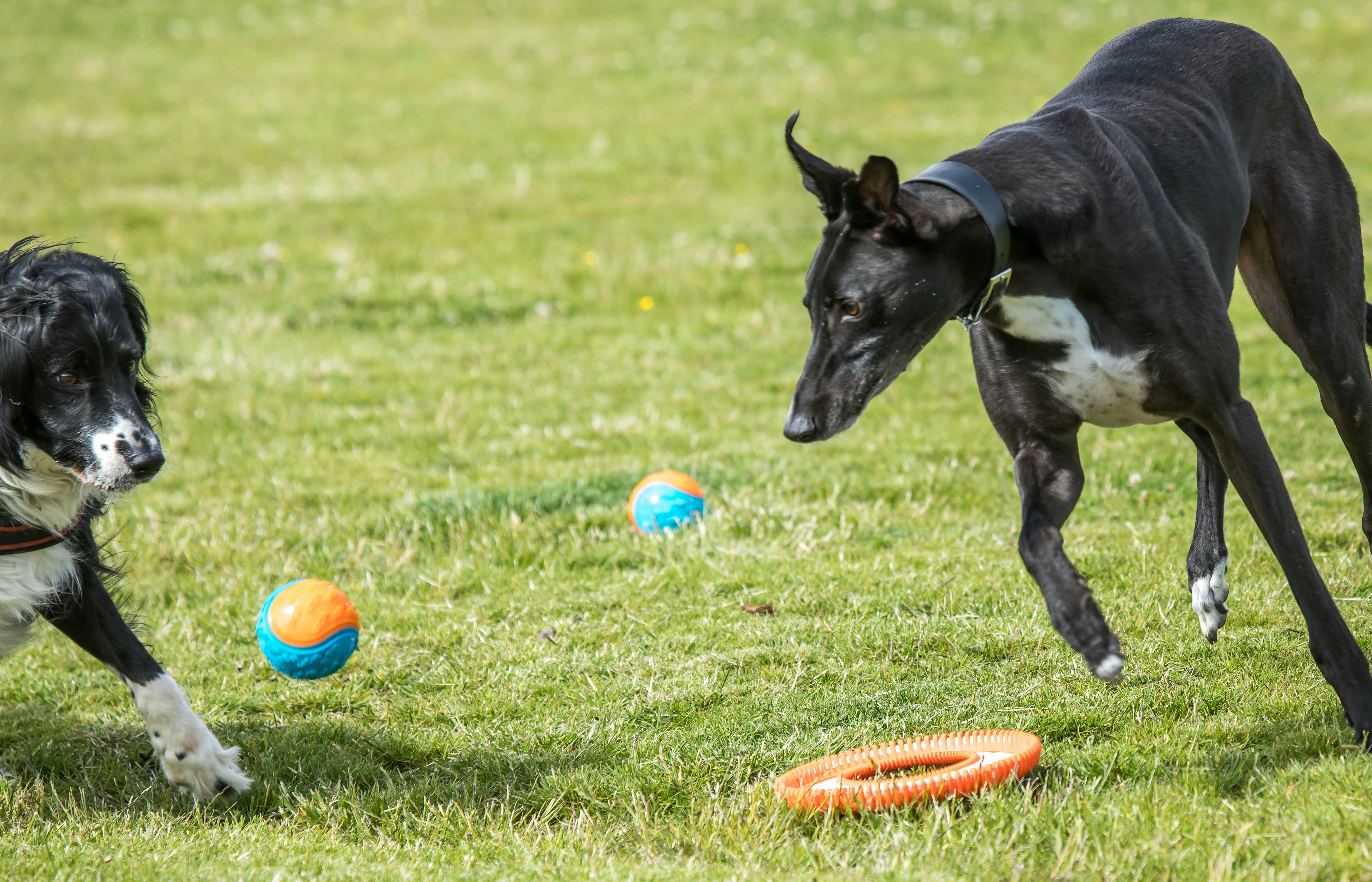 Puppy safely playing with appropriate chew toy