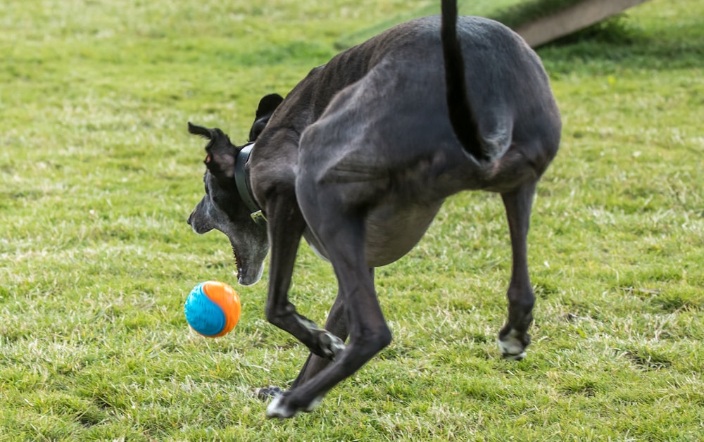 a dog playing with a ball