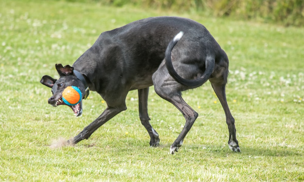 Un chien courant avec une balle dans la gueule