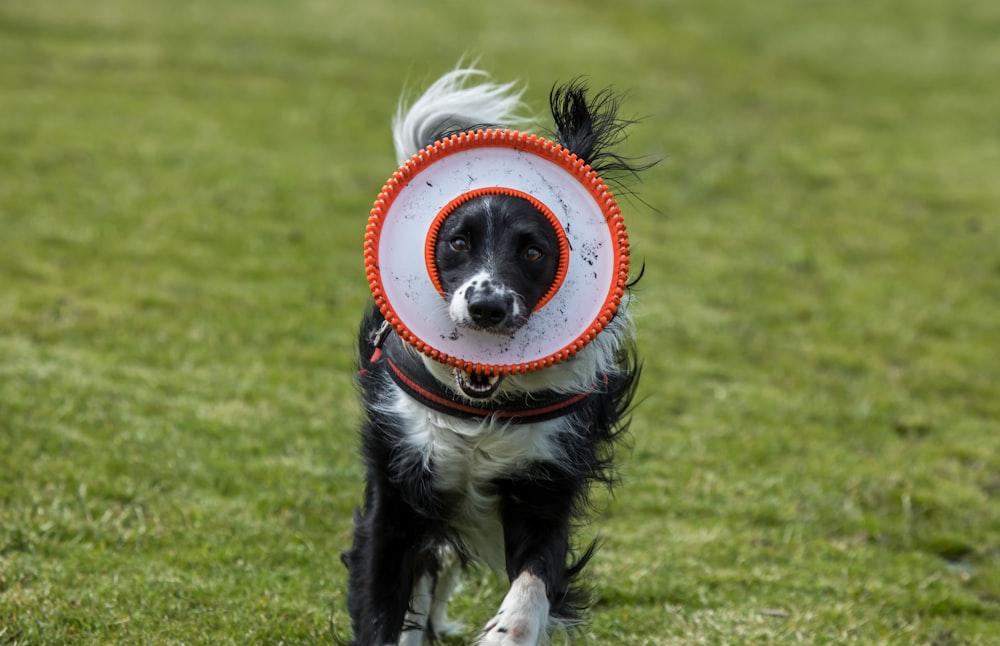 un chien portant un frisbee