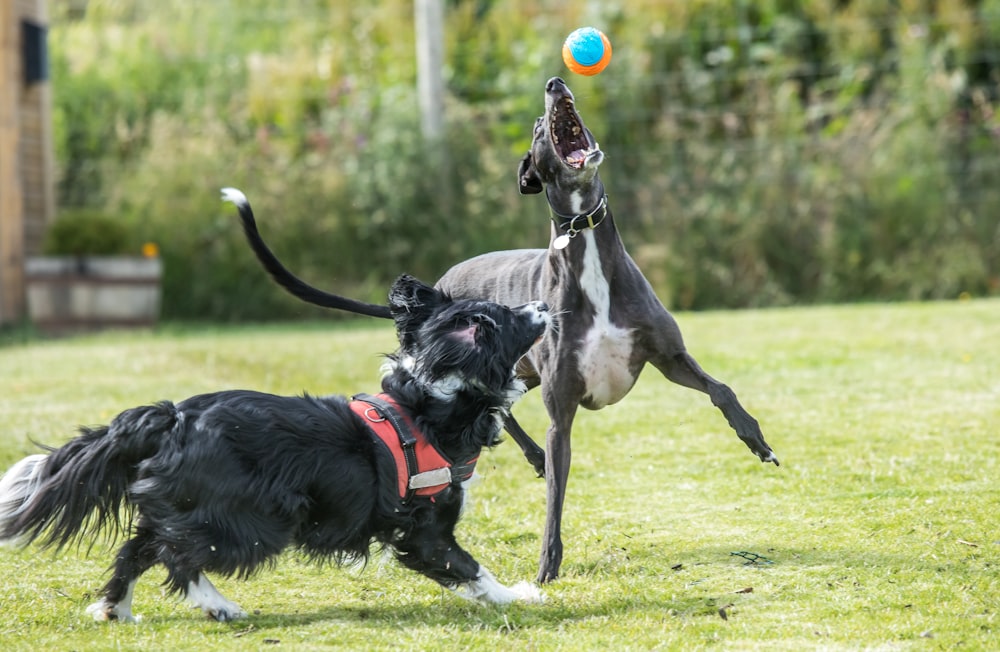 Un couple de chiens jouant avec une balle dans une cour