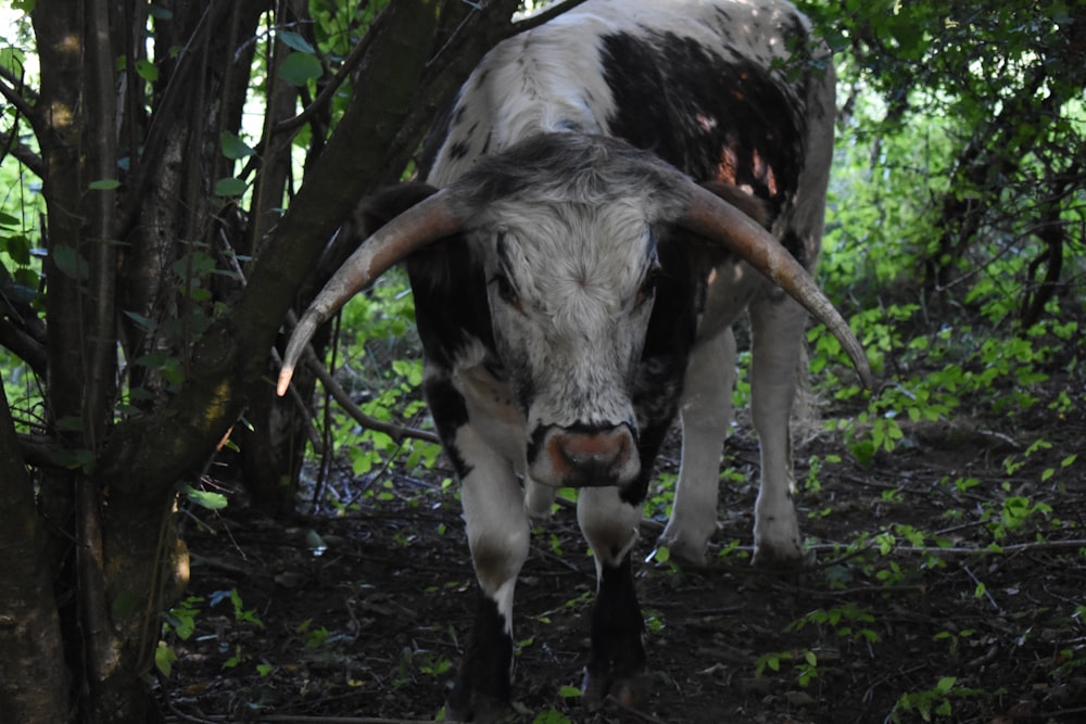 a cow standing in the woods