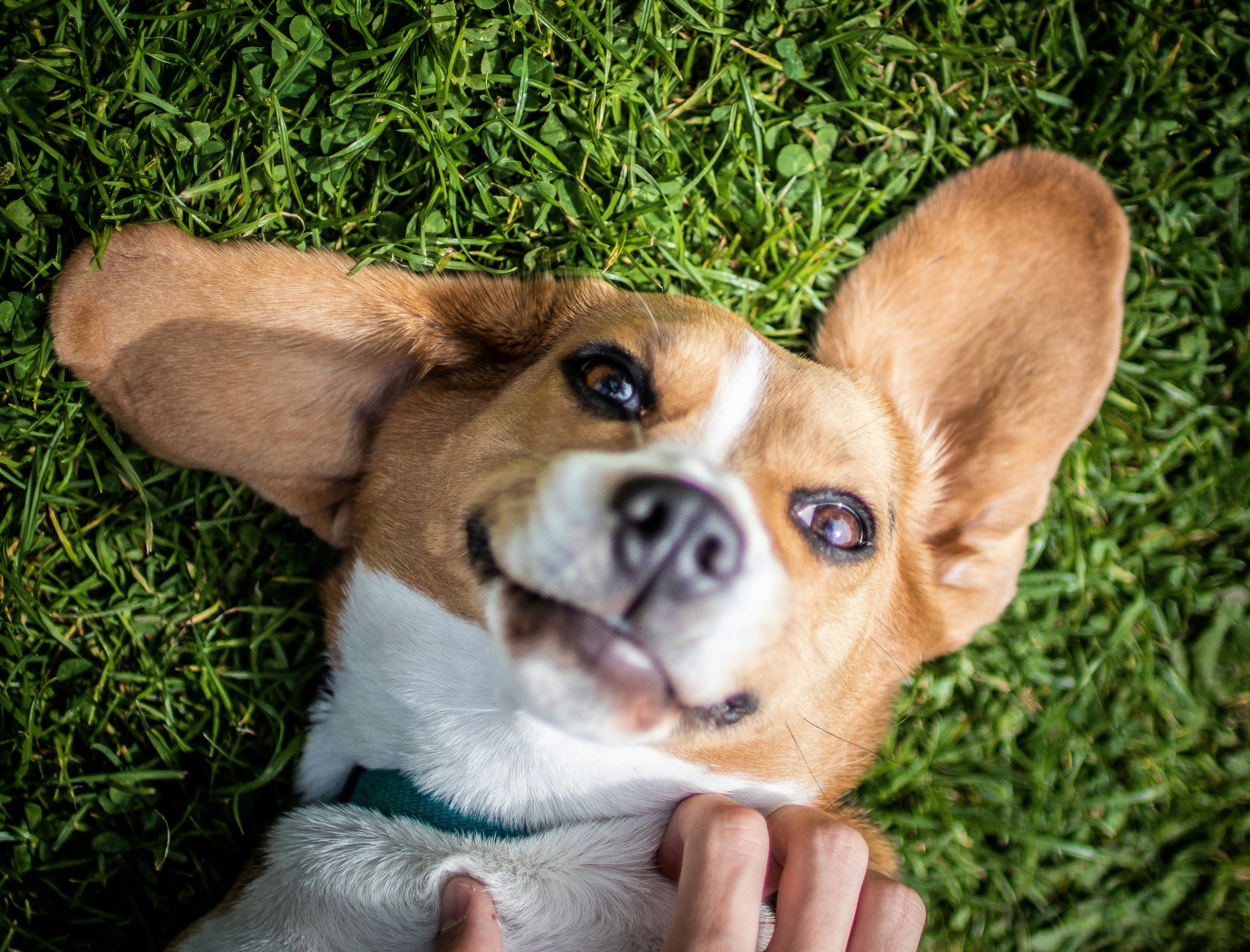 A beagle lays down in the grass