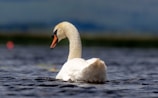 a white swan swimming in water