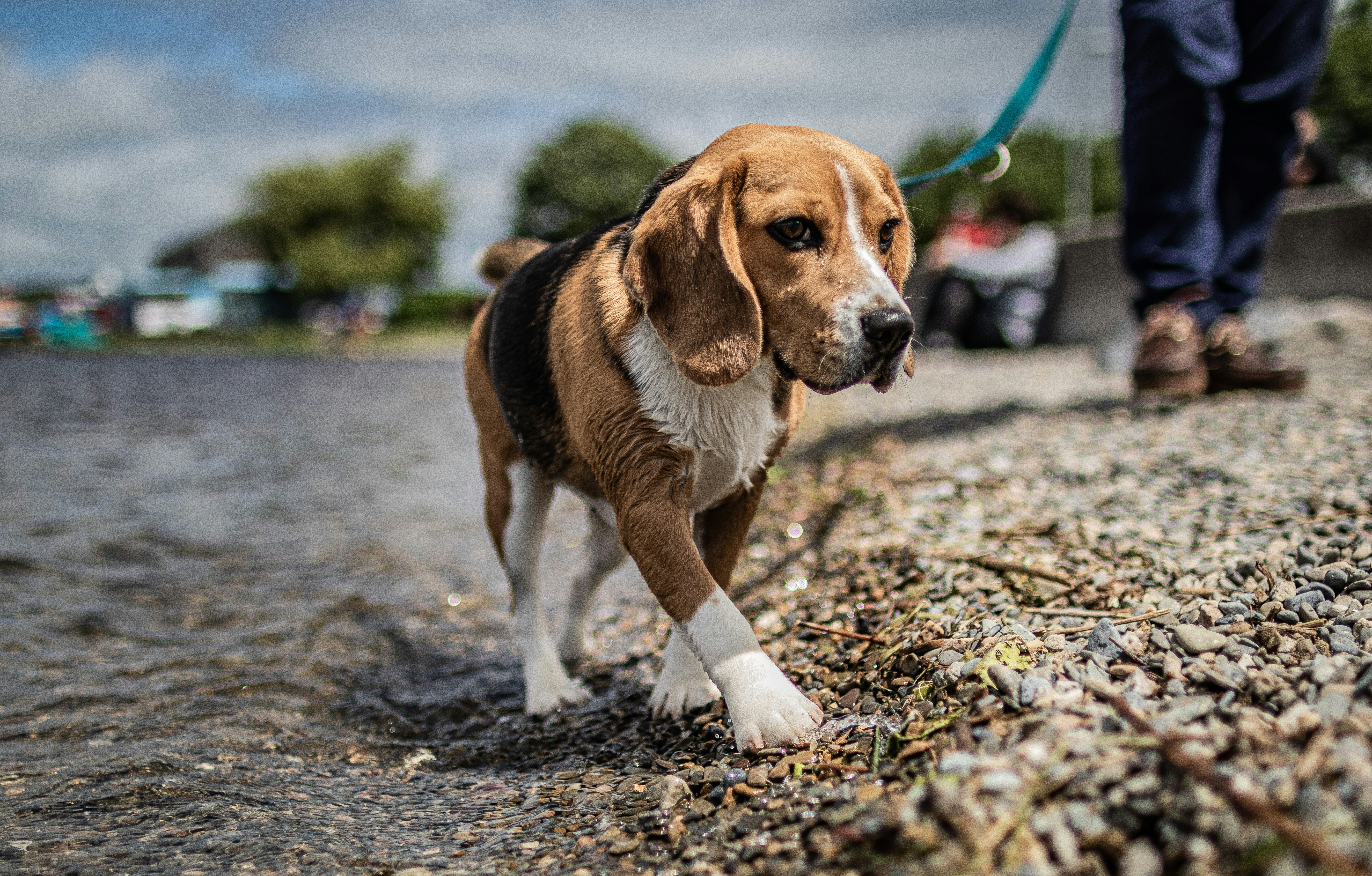 Beagle: The Nose-Driven Negotiator (image credits: unsplash)