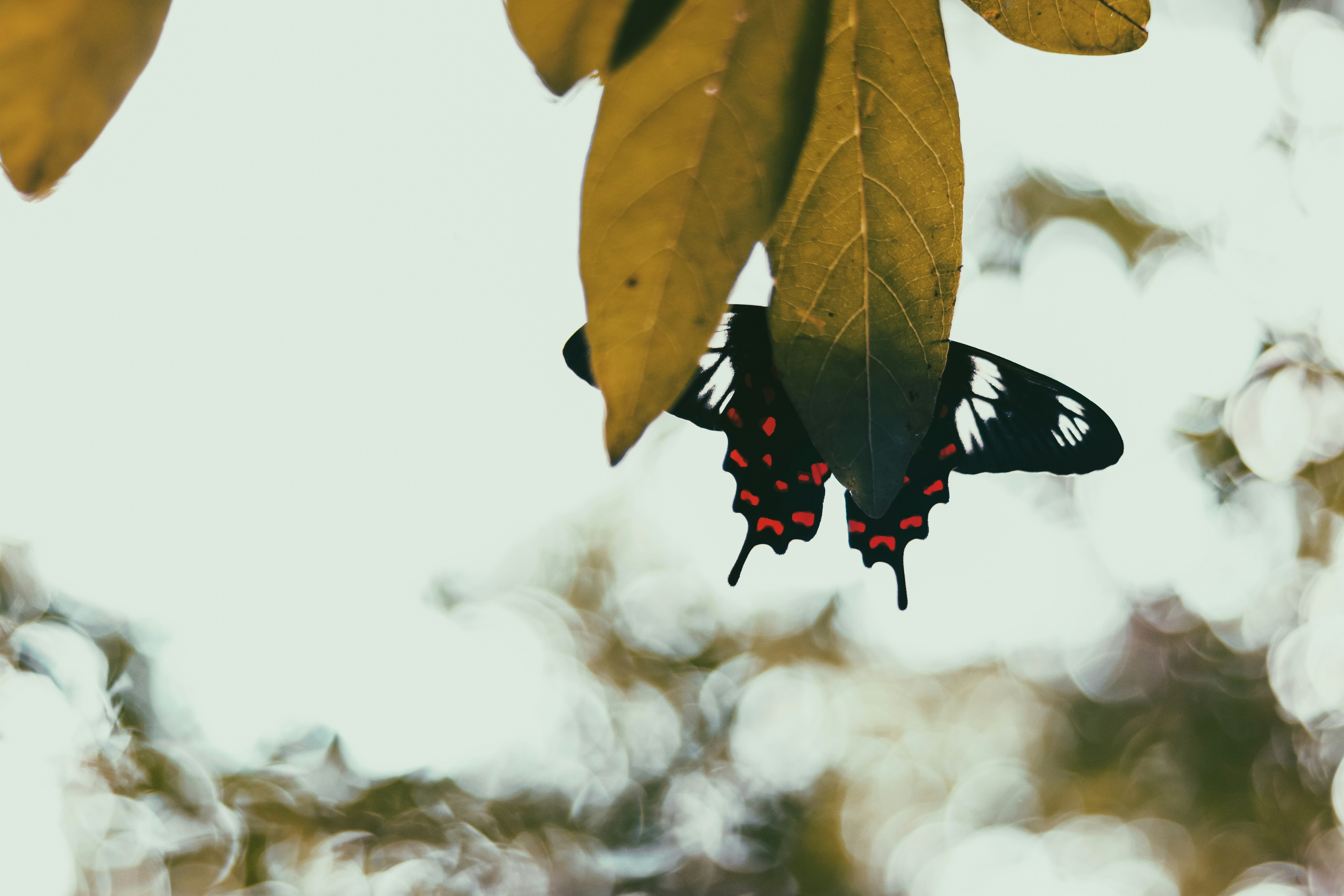 Photo by dhilipantony