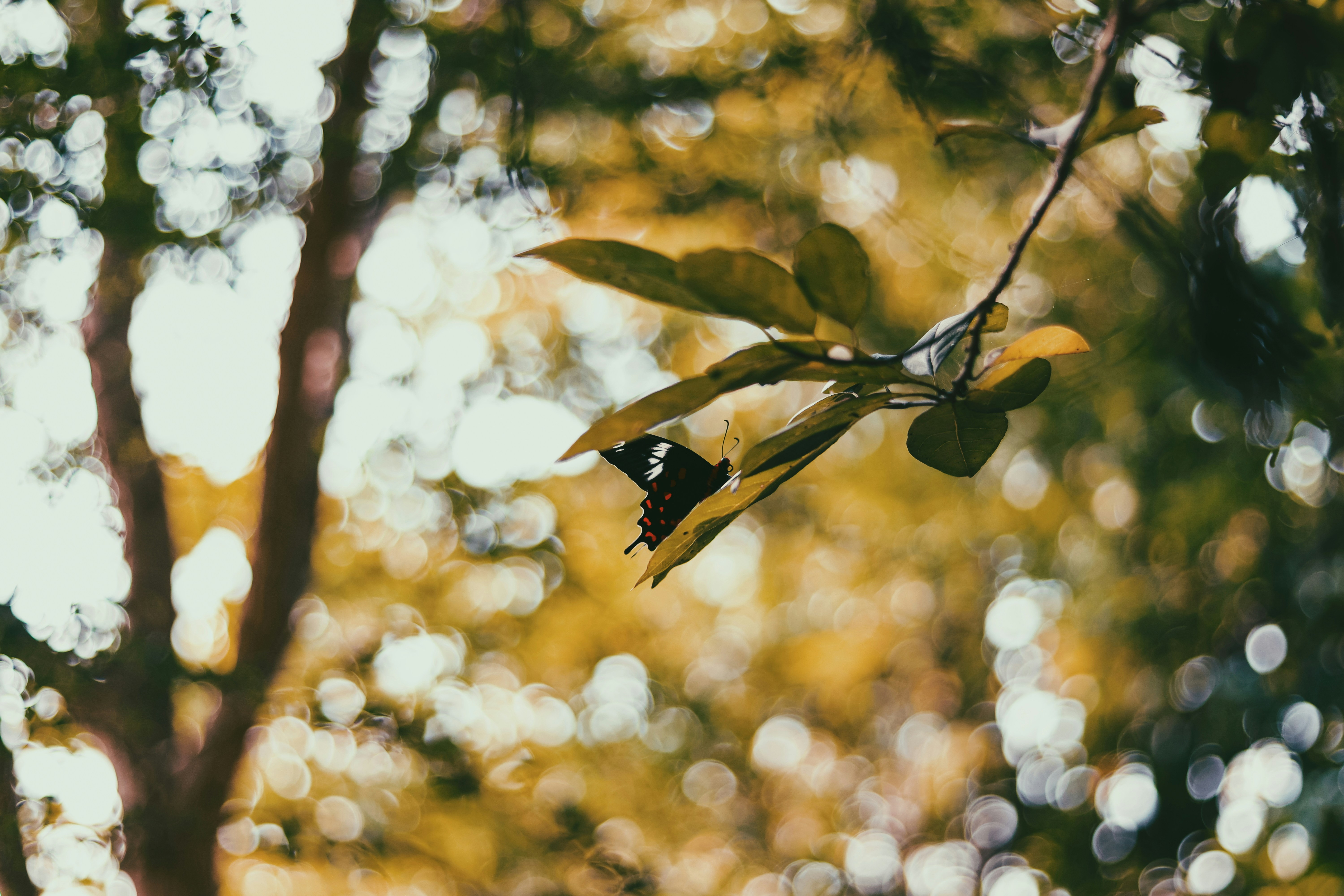 Photo by dhilipantony