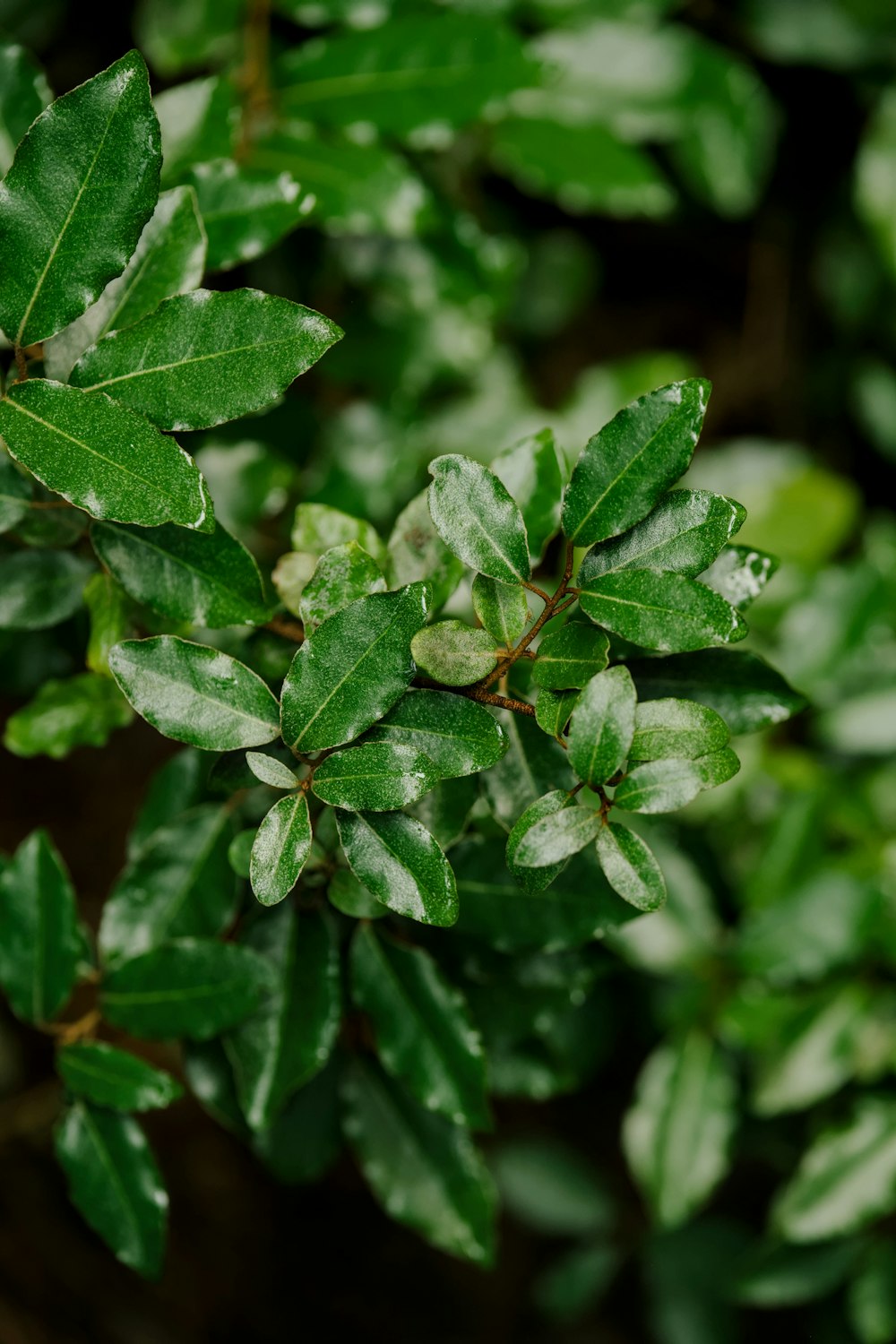 a close up of a plant