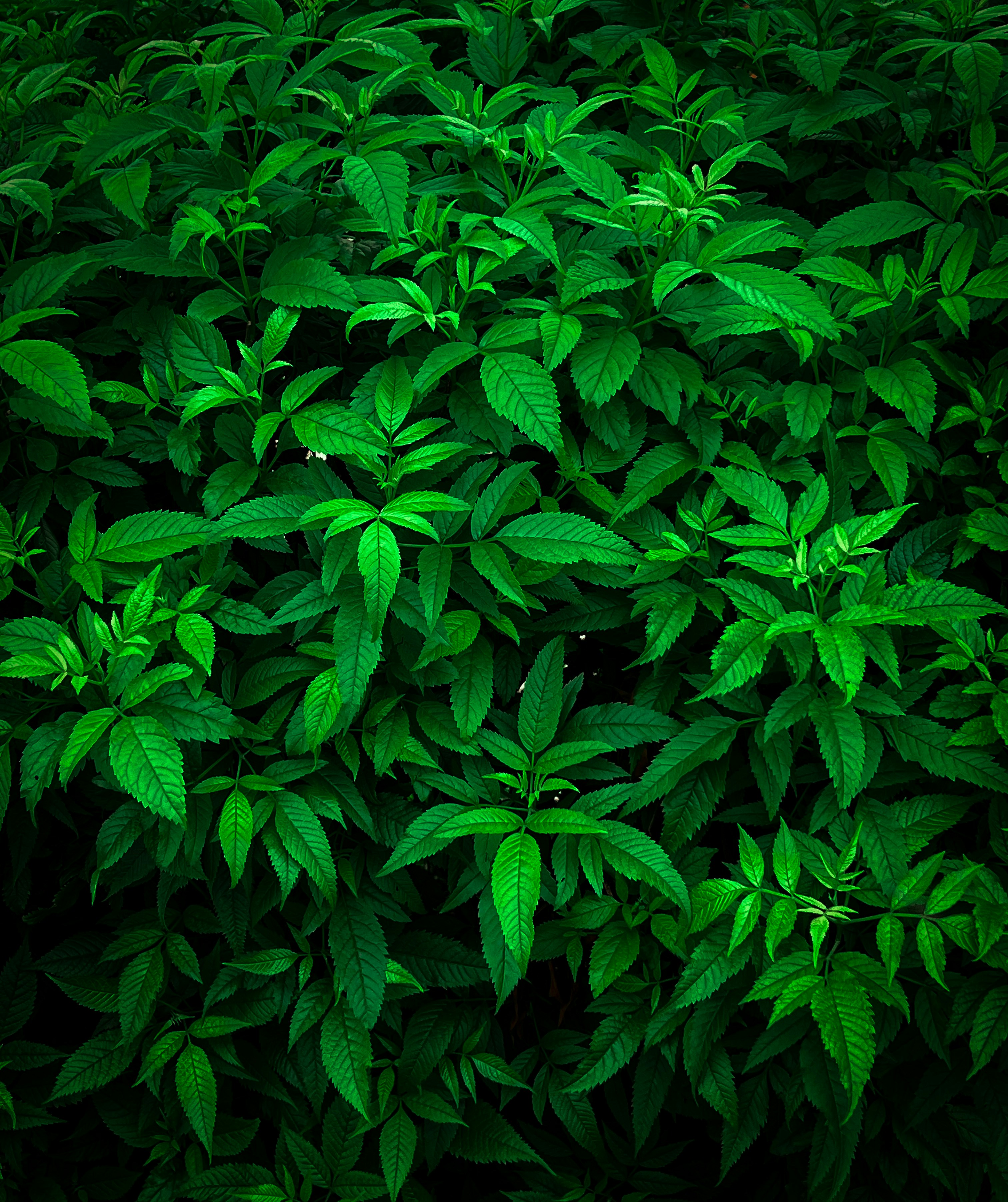 Photo by devakabari