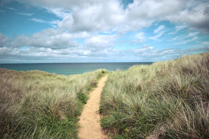 a dirt path through tall grass