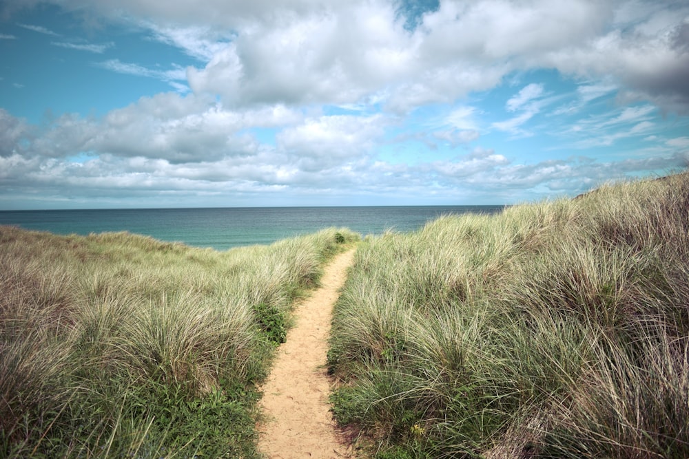 a dirt path through tall grass