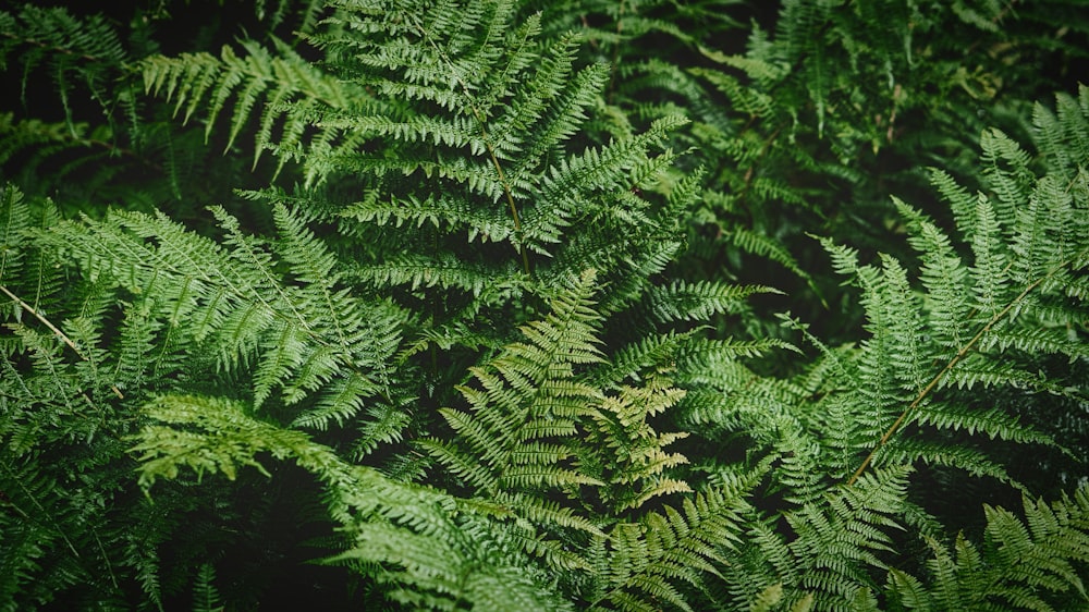 a close-up of some trees