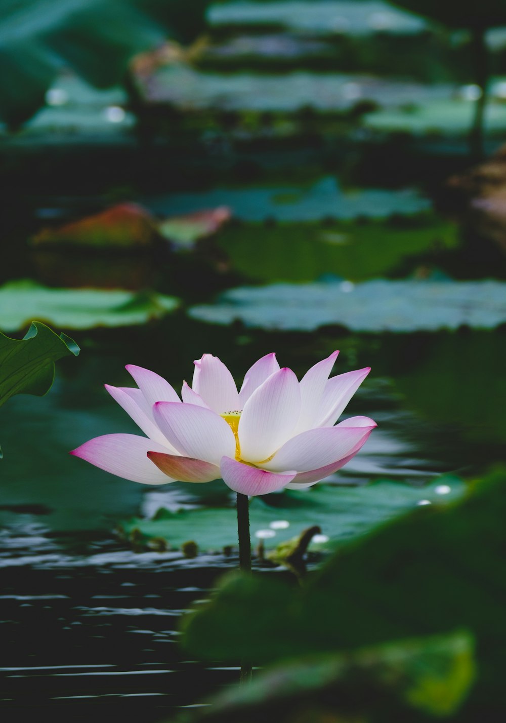 a pink flower in a pond