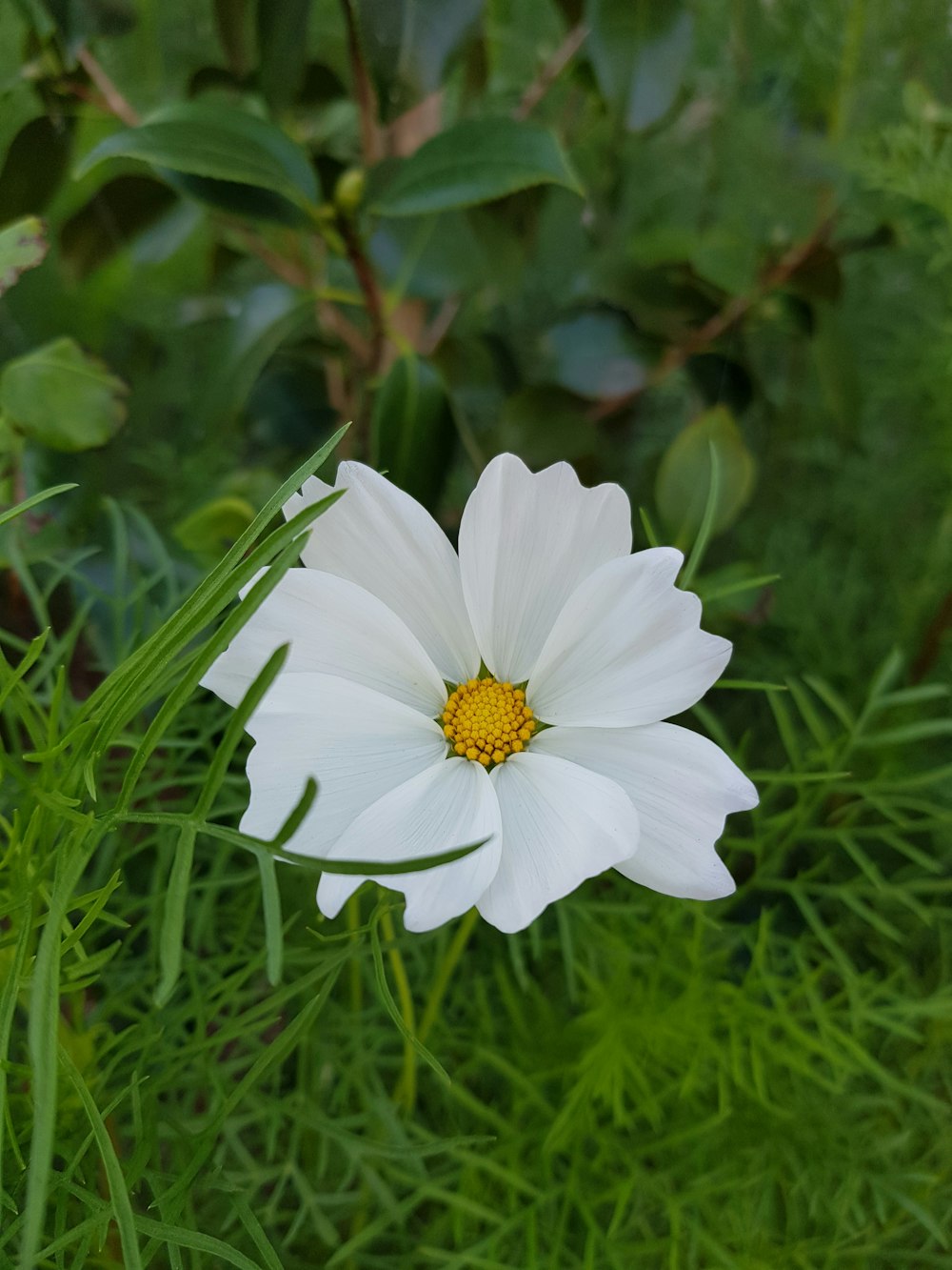 uma flor branca na grama