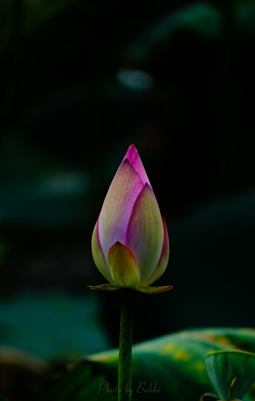 a close up of a flower