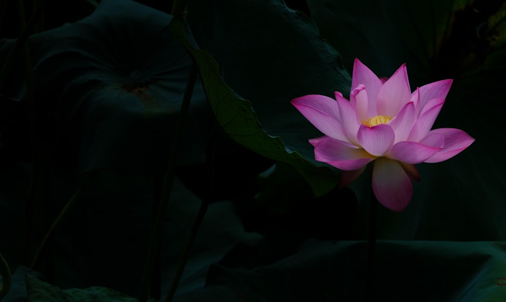 a pink flower with green leaves