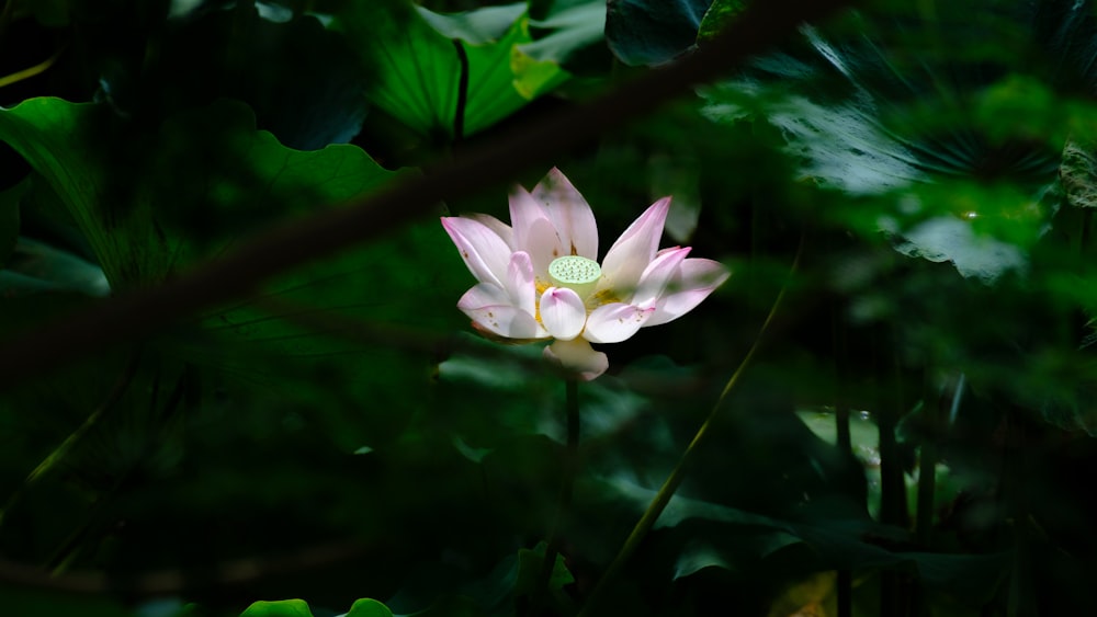 a pink flower on a plant