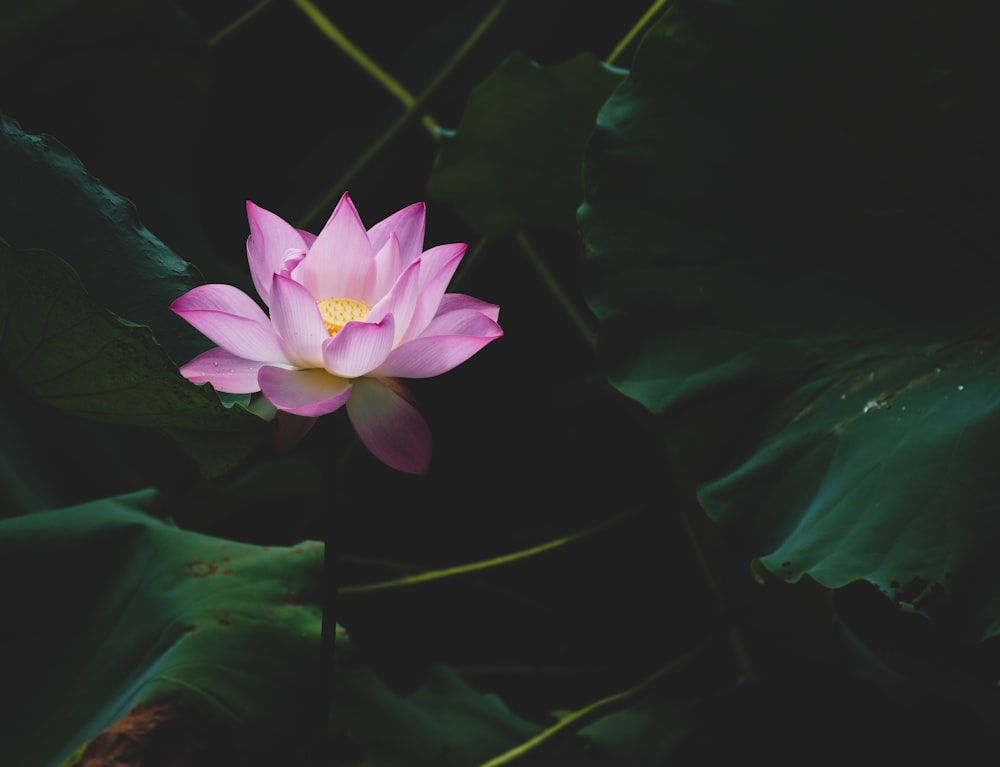 a pink flower with green leaves