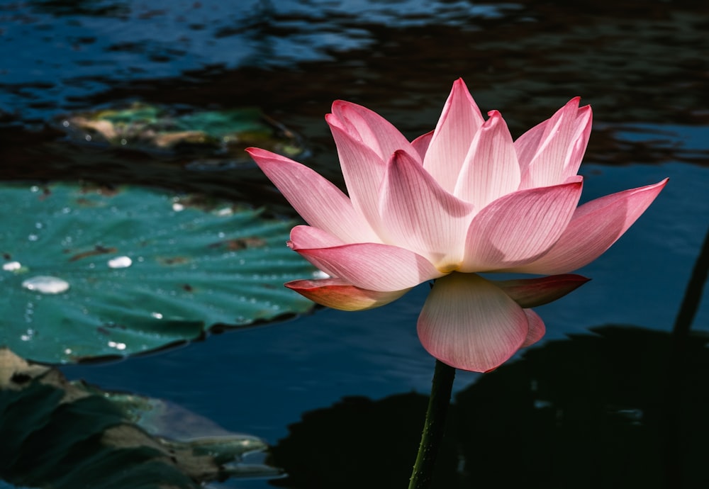 Un fiore rosa in acqua