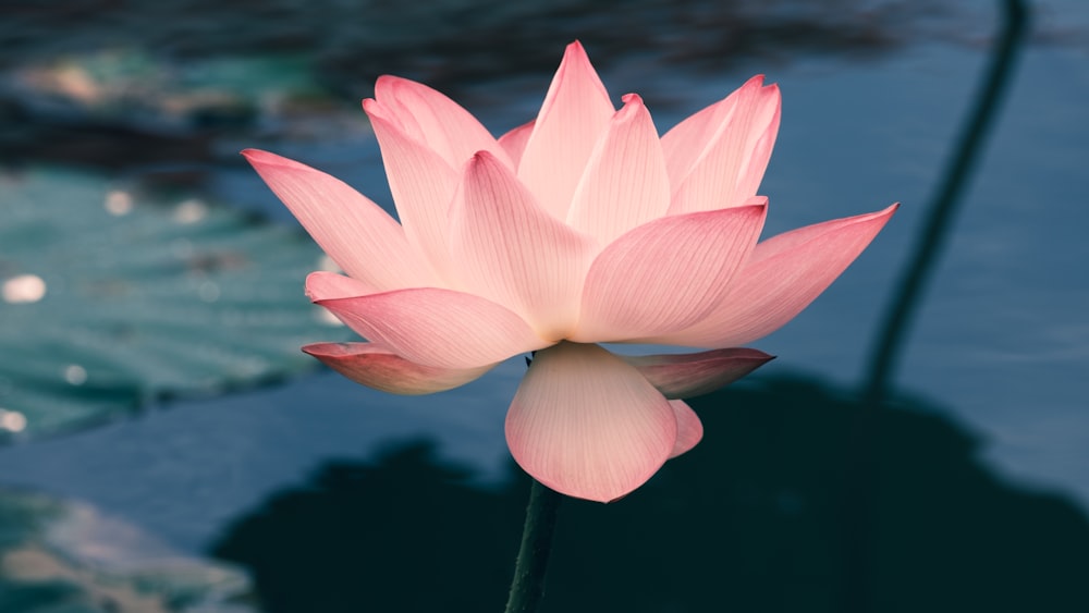 Un fiore rosa in acqua