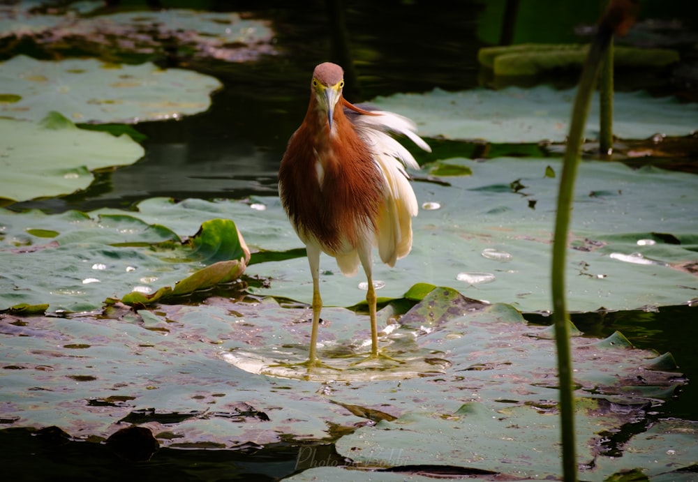 un uccello in piedi nell'acqua