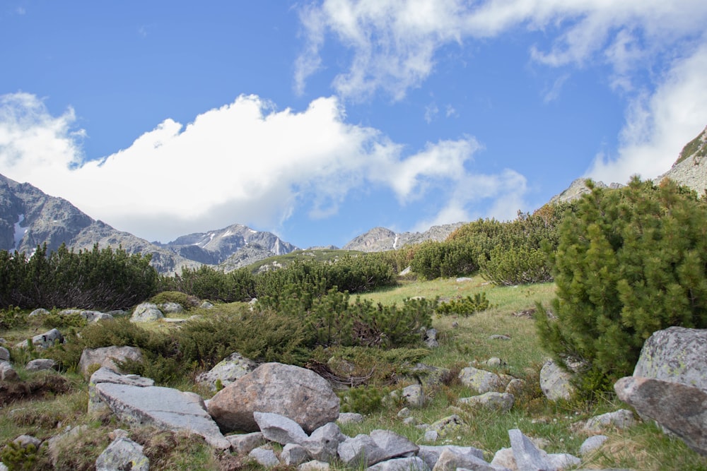 a rocky area with trees and mountains in the background