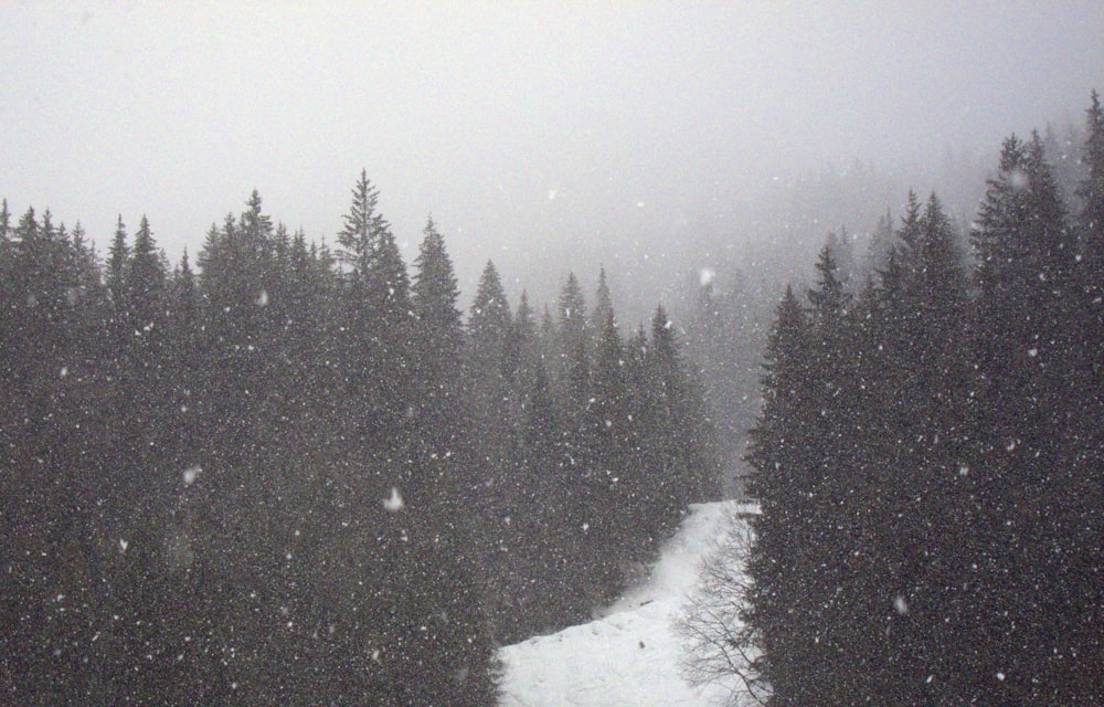 a snowy forest with trees