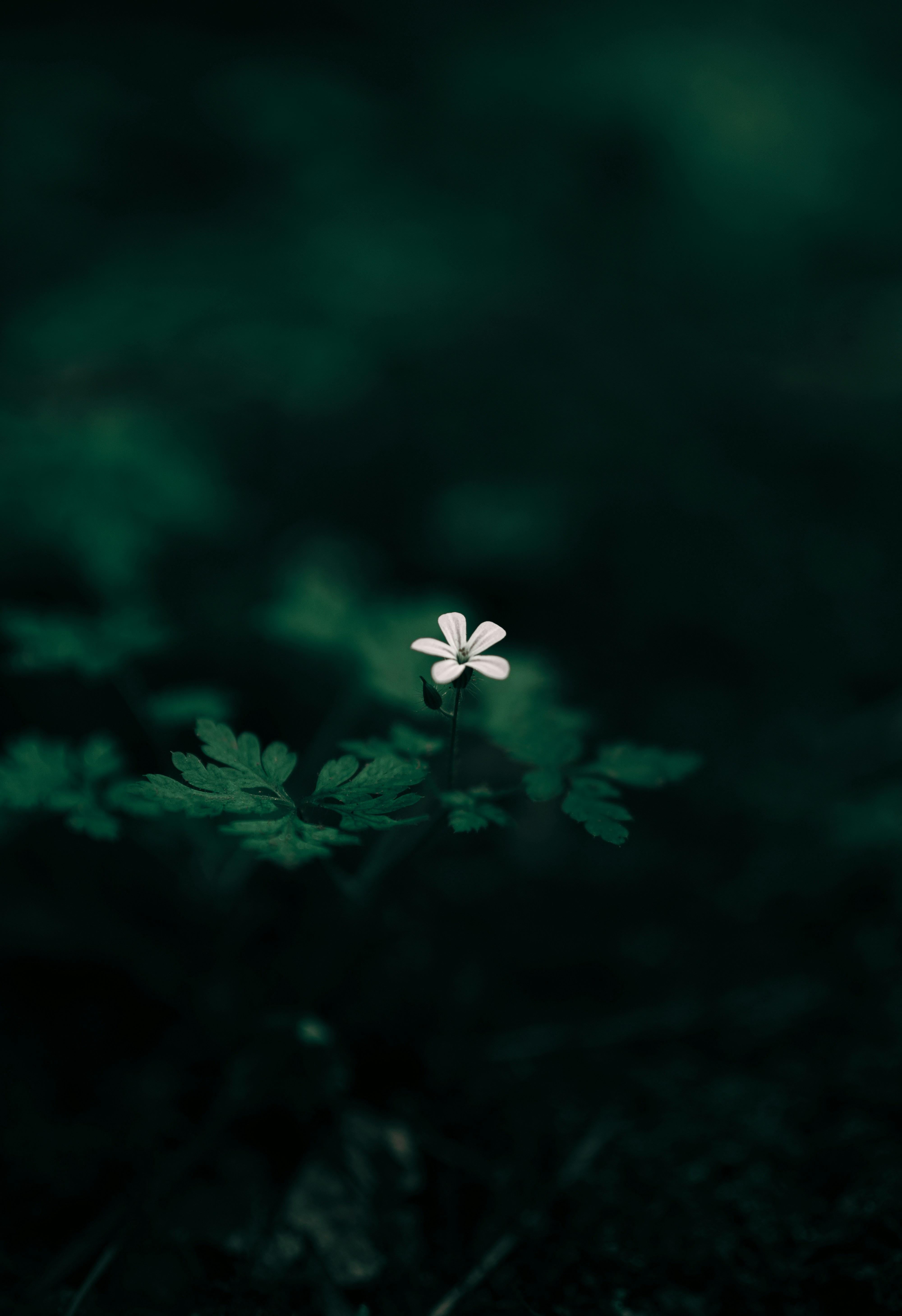 Photo by shayan_rostami