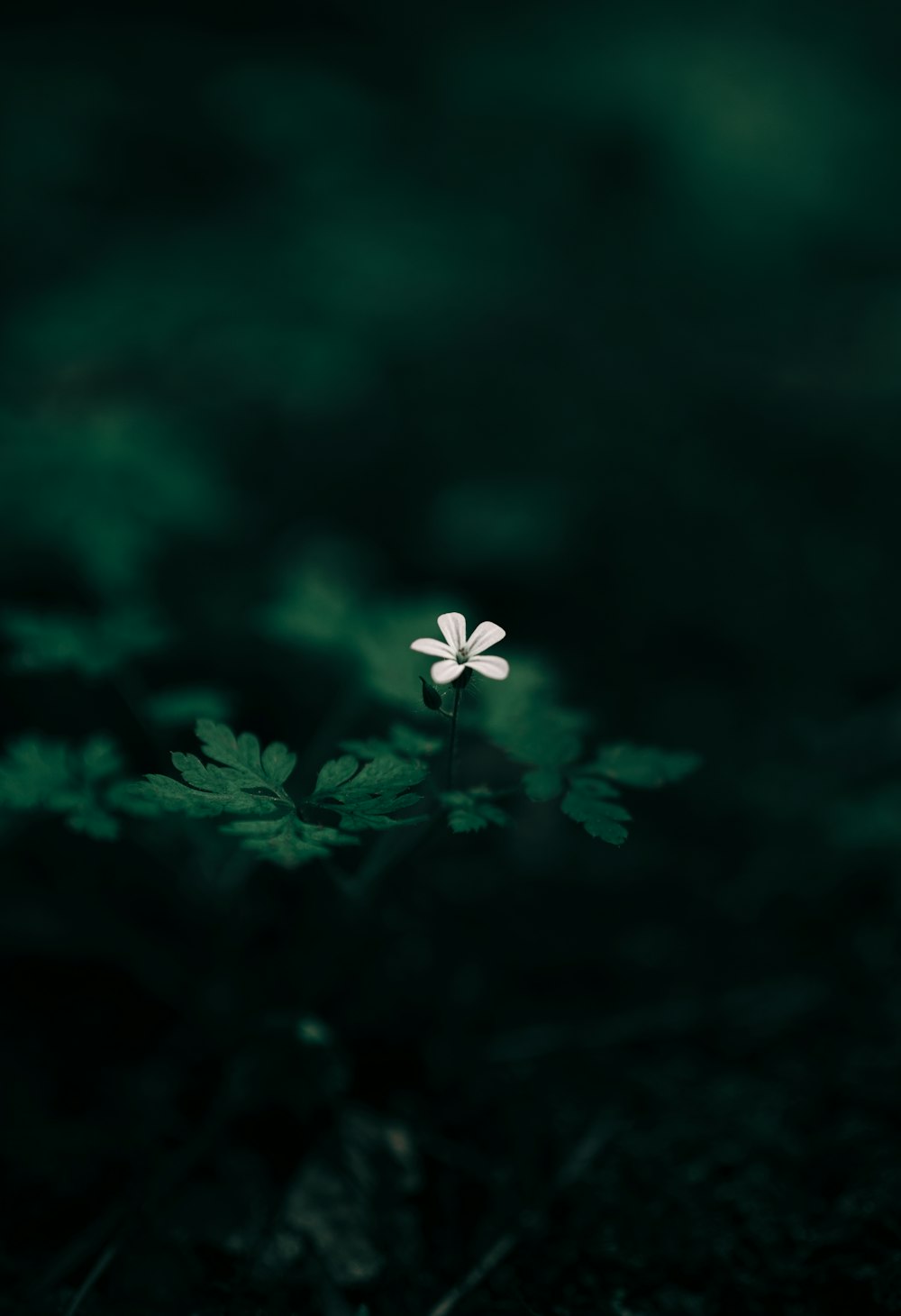 a small white flower