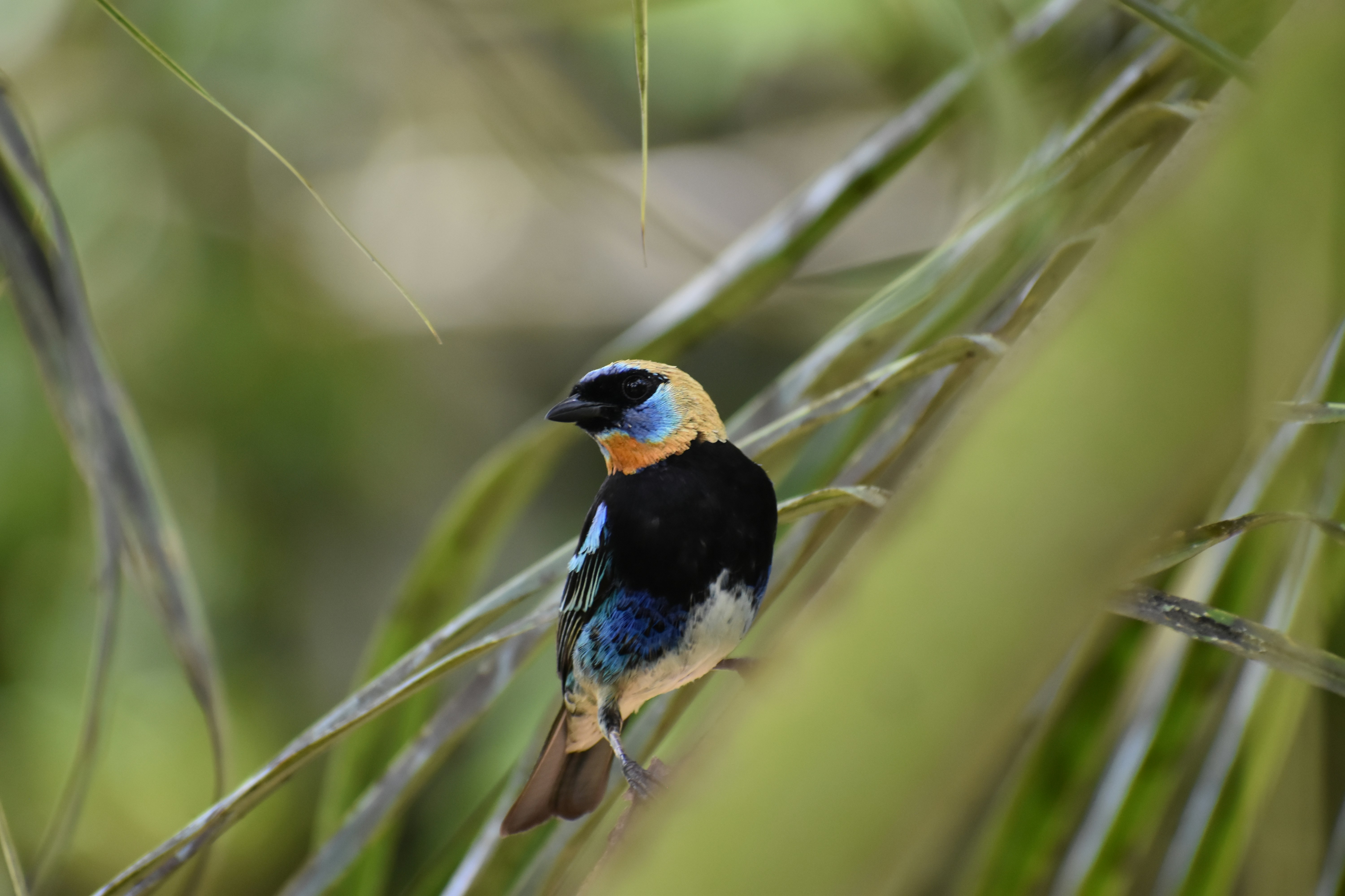 Siquirres, Costa Rica - Golden-Hooded Tanager Tangara cabecidorada