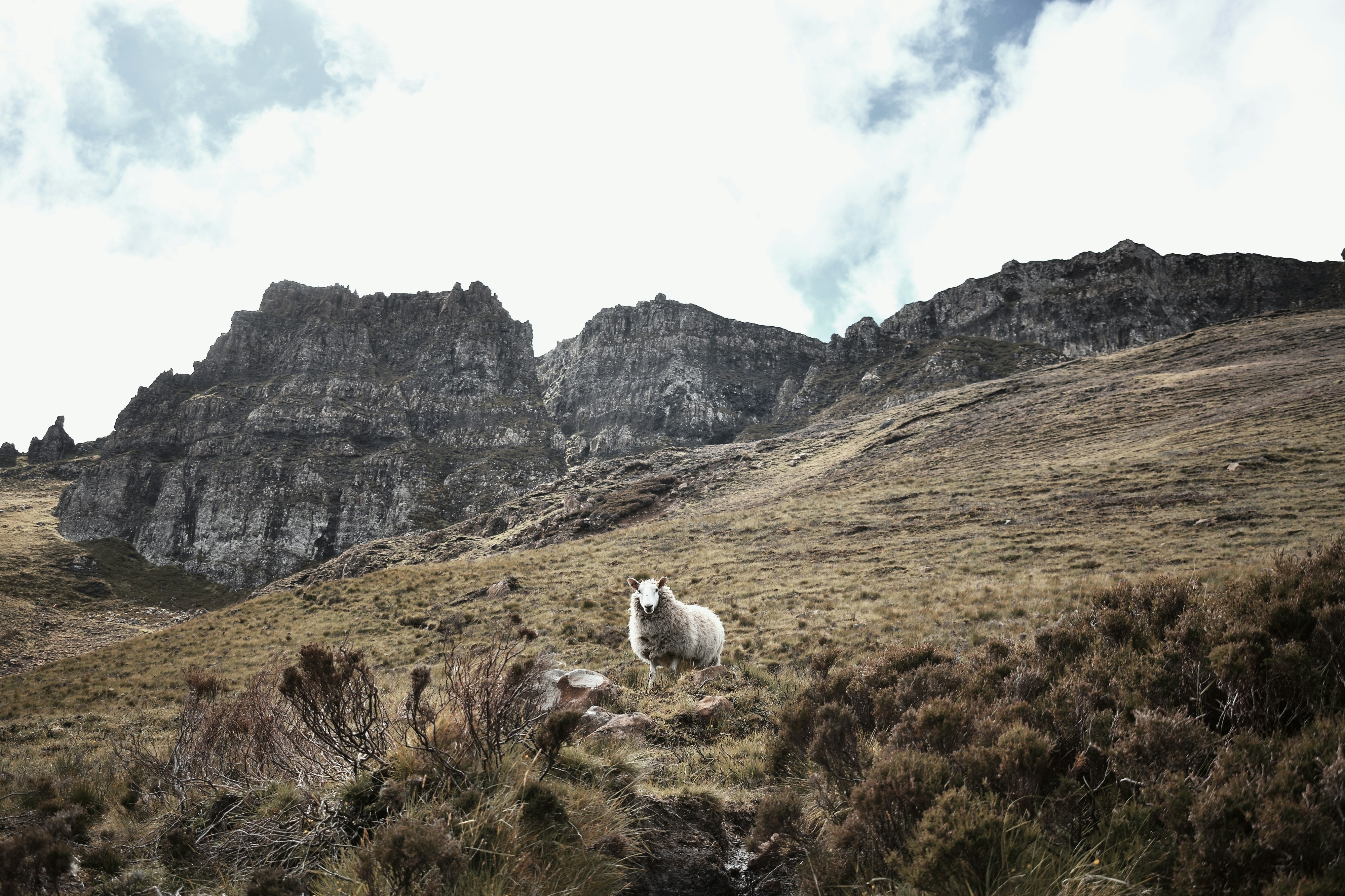 a sheep on a hill