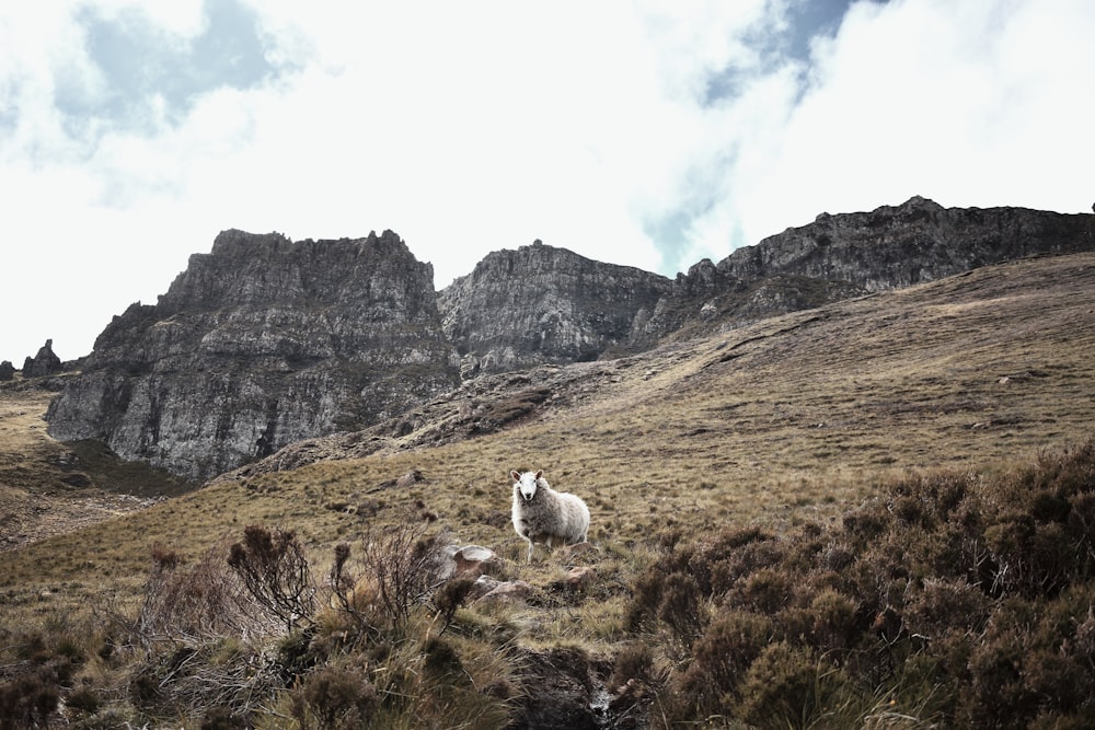 a sheep on a hill