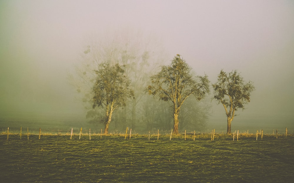 a group of trees in a field