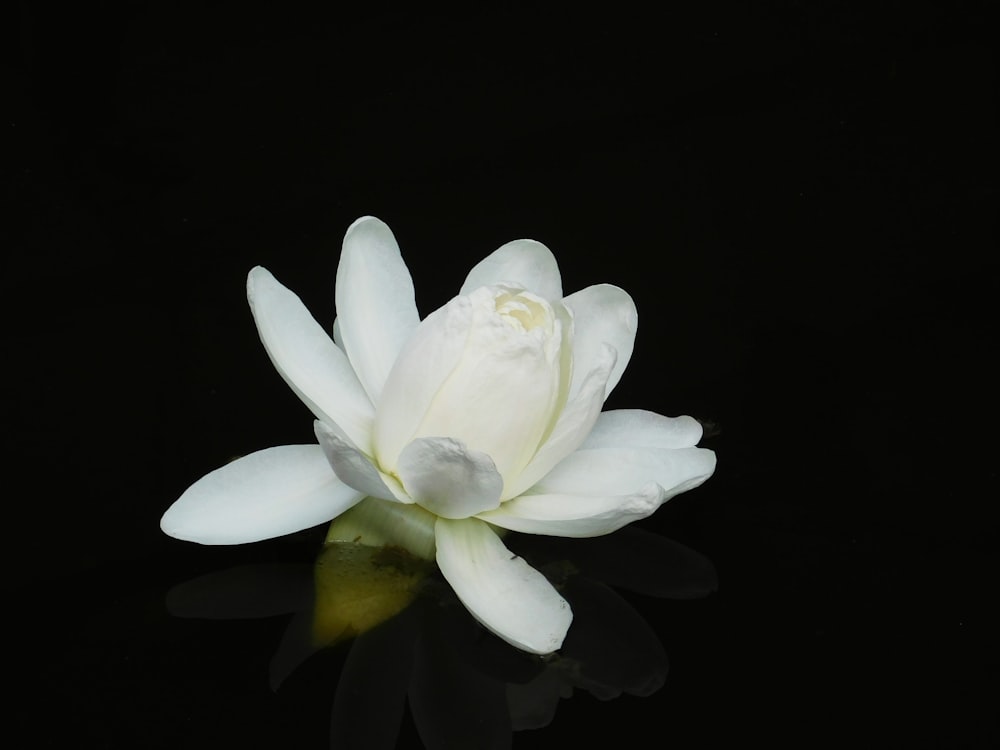 a white flower with a black background